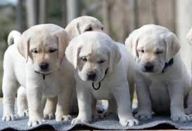 Maybe you would like to learn more about one of these? Potomac Falls Labrador Retrievers Home Facebook
