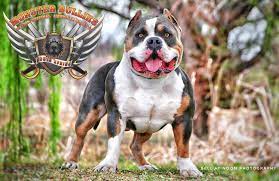 Adopt dogs & puppies in south africa (keyword: Monster Bullies South Africa Home Facebook