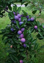 Pin On Exotic Fruits And Vegetables