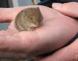 Leute, wir haben eine kleine maus im garten die sich in einem schirmständer eingenistet hat. Hier Kommt Die Maus Nur Welche Garten Natur Wald