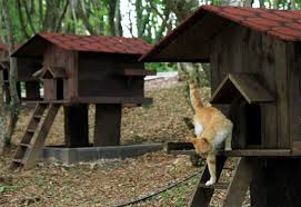 Samsun Daki Kedi Kasabasi Ndan Patiliyo Com