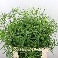 Image result for Asparagus falcatus