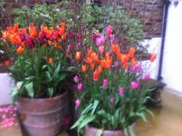 Three Lovely Big Italian Terrace Pots Stuffed With Lily Flowering Tulips Supported With Silver Birch Branches Gartengestaltung Ideen Gartengestaltung Garten