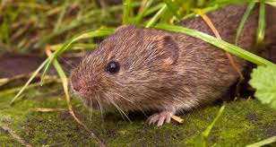 This also helps keep rabbits, skunks, and gophers away from the garden. 6 Easy Strategies To Prevent A Vole Infestation Farmers Almanac