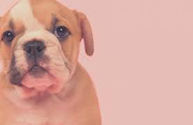 The fake pet shipping service will consist of three things: Is This A Puppy Scam Petrelocation