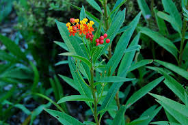 Image result for Asclepias adscendens