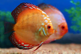 They are sometimes referred to as pompadour fish. Reimann Diskusfisch Pigeon Blood Kunstdruck Leinwandbild Gerahmtes Bild