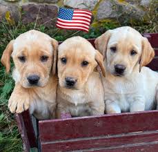 The election might be over but these 3 beauties vote for you to take them  home! Call or message us to meet them today! 🇺🇸🐶🐾 610-469-6019