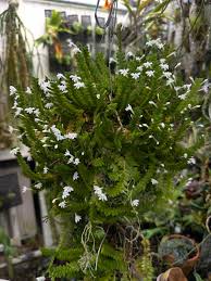 Image result for Angraecum distichum