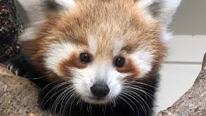 The red panda (ailurus fulgens) is a mammal species native to the eastern himalayas and southwestern china. Adorable Red Panda Cub To Make Zoo Debut This Weekend