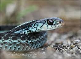 We did not find results for: Florida Blue Garter Snake Wilde Perspektiven In The Absence Of Almost Everything Naturkundliche Feststellungen Reptilien Und Amphibien Schlangen Amphibien