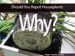Repotting your plant does not necessarily mean changing a plant's current planter, but rather, changing buying the perfect planter. Should I Repot Plants After Buying The Answer Plantcaretoday