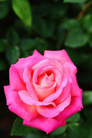Rose Img 8820 Yoshihiro Ogawa Flickr Beautiful Rose Flowers Rose Flower Pink Flowers