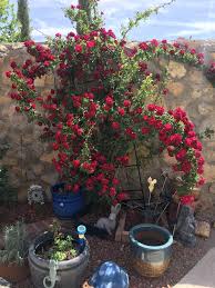 Do climbing roses bloom all year. Our Climbing Rose Bush Last Year It Had Only A Few Blooms On It All Season But This Year It S Gone Crazy Gardening
