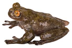 Image result for Hyloscirtus criptico