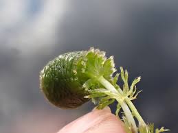 Image result for Utricularia  intermedia