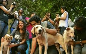 Useful information about puppies near me! More And More People Are Willing To Foster Animal The Hindu