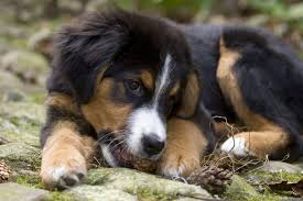 Sie werden regelmäßig entwürmt, wurden gechipt, geimpft und haben eine ahnentafel. Berner Sennenhund Ernahrung Welches Futter Ist Das Beste