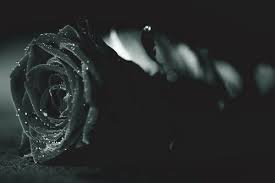 750 x 1358 jpeg 17 кб. 80 000 Best Black Rose Photos 100 Free Download Pexels Stock Photos