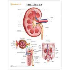 Kidney Bladder Anatomy Models Urinary System Charts