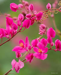 Image result for Bulbostylis hensii