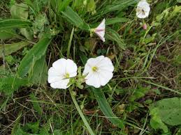Image result for Convolvulus farinosus