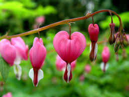 Pin On 9 Real Life Dr Seuss Plants You Can Have In Your Backyard