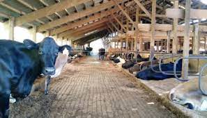 Average Age Of A Dairy Cow The Farmer S Wifee