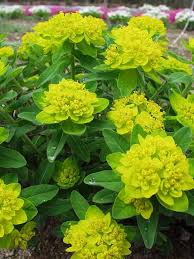 Image result for Euphorbia persistentifolia