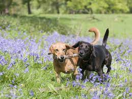 Should You Get A Second Dog