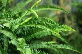 How To Grow And Care For Ferns Gardener S Path