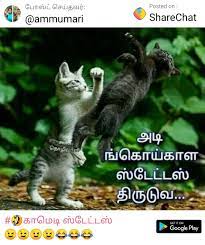 Pin By Eugina Outschoorn On Tamil Comedy Memes Sick Meme Funny Cat Pictures Funny Cats