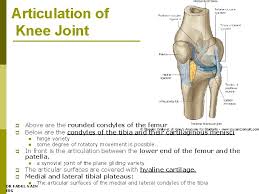 Jun 04, 2021 · introduction — as the knee has the largest articulating surface of any joint and is weightbearing, it is not surprising that it is among the most commonly injured body parts. Bones Of The Leg Popliteal Fossa The Knee