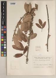 Image result for Physostigma mesoponticum