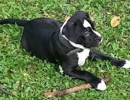 The bullador also known as the english bullador is a mix between the english bulldog and the labrador. Old Englisch Bulldog Bordeauxdogge Labrador Mix Hund Welpen Rasse