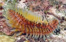 Image result for Polychaeta spp.