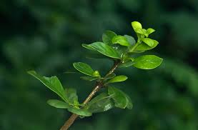 Image result for Catunaregam stenocarpa