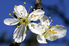 Bildergebnis für blüten