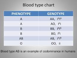 Ppt More Punnett Squares Powerpoint Presentation Free