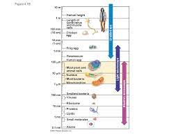 Eukaryotic cells are complex nucleus cells with organs. Cell Structure And Function Ppt Download