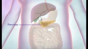 Image result for pancreas location