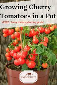 We did not find results for: How To Grow Cherry Tomatoes In A Pot Growing Cherry Tomatoes Growing Cherry Tomatoes Cherry Tomato Plant How To Grow Cherry Tomatoes