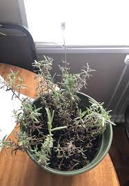 Discussion in 'herb gardening' started by soriold, aug 30, 2013. My Lavender Plant Just Started Dying Out Of Nowhere I M New To This And Not Sure What Is Wrong Water Per Directions And Give It Full Sun Any Help Would Be Appreciated