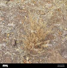 Image result for Thamnosma rhodesica