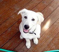 Black And White German Shepherd Lab Mix Labrashepherd Sheprador German Shepherd Dog X Labrador Retriever Crazy Dog Lady Crazy Dog Labrador Retriever