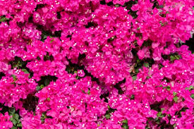 Send flowers offers florida fruit delivery and flower delivery florida with a multitude of online florists in miami, tampa, saint petersburg, orlando and even boca fl. Bougainvillea 101 Bgi Premium Plant Foods