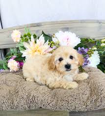 Are you looking for the best maltipoo breeder in west virginia (wv)? Maltipoo For Sale In Lynchburg Va Local Pet Store Petopia