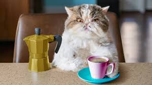 White cup on a blue background. Catfinated When Cats Drink Coffee Youtube