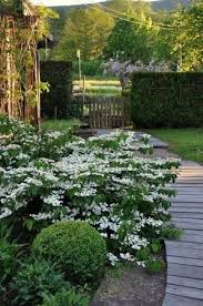 Viburnum Plicatum Lanarth Garden Design Beautiful Gardens White Gardens