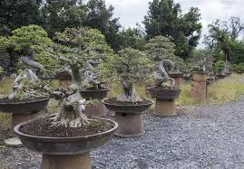 Juniper Bonsai Tree Gardenerdy